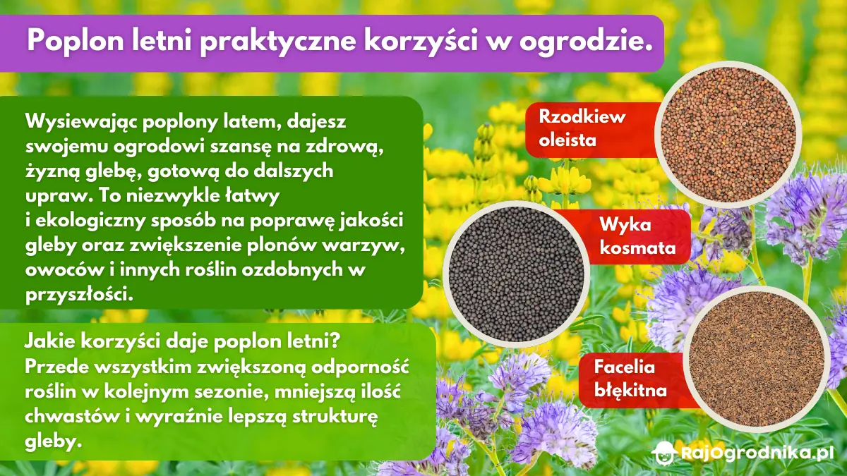 Poplon-letni-korzyści-z-wysiewu-w-ogrodzie-blog-rajogrodnika